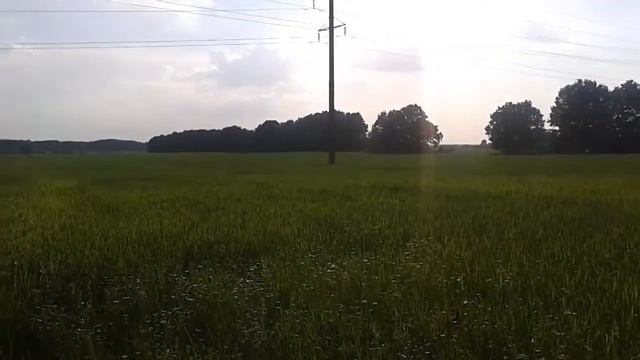 Зеленое поле при солнце смотреть онлайн