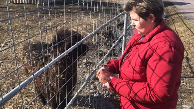 Альпака ест морковку. Карельский зоопарк 2019. смотреть онлайн