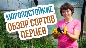 Лучшие сорта сладкого перца: морозойстойкие, урожайные, скороспелые