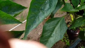 Перец сладкий Черный бриллиант  12,07,23