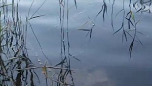 Заходское. Озеро Большое Красноперское. Июль 2014.