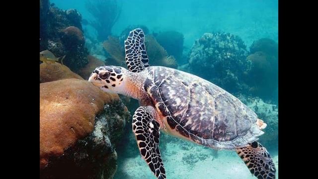 Удивительные соседи. Черепаха смотреть онлайн