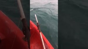 вот и дубль два , Скат Камбула в черном море на удочку