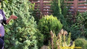 ХВОЙНЫЕ в сентябре. Уход. Стрижки#хвойныерастенияуход#стрижкахвойных#выращиваниехвойныхрастений#сад