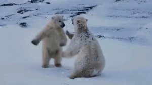 Остров белых медведей...