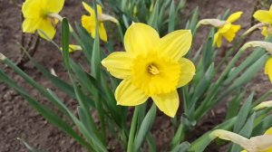 нарцисс Golden Harvest