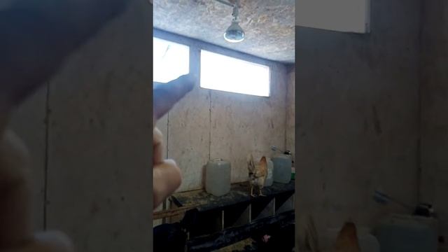 автономный курятник зимой