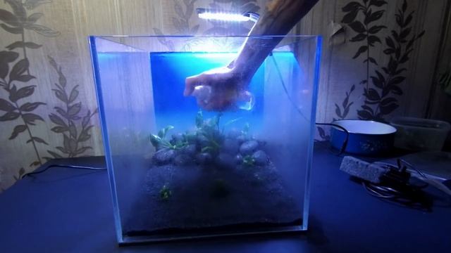Запуск нано креветочника. Нано аквариум. Креветочник с нуля. смотреть онлайн