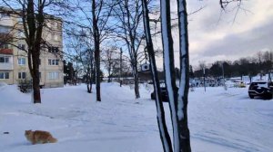Прогулка по деревне "Раздолье". Нашëл паспорт