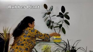 Best indoor plants for clean air, rough tough indoor plants in style, Varsha Aundhia, in English