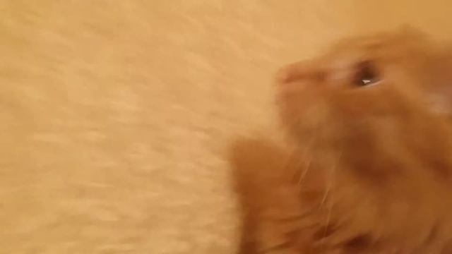 Кот дышит как собака\ Cat breathing like a dog смотреть онлайн