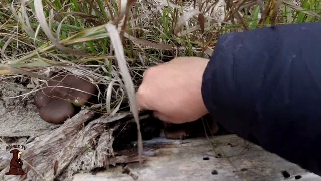 Осенний сбор Вешенок! Главное найти заветный пенёк и ты с грибами на всю зиму! Тихая охота в Октябр смотреть онлайн