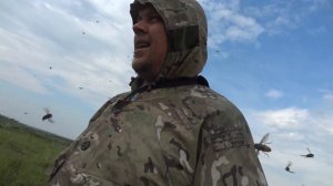 Пауты атакуют