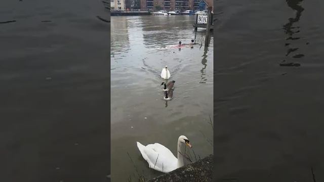 Лебеди на реке Темза в Кингстоне февраль 2021