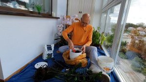 Почему я пересаживаю Замиокулькас в Лечуза Пон ( Lechuza Pon ).