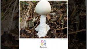 Destroying angel (Amanita virosa) | Sensory | Practical Short Profile | Shroomers