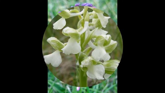 Flori din Muntii Carpati - 3 смотреть онлайн