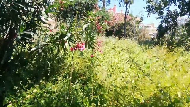 El Caballero del Bosque смотреть онлайн