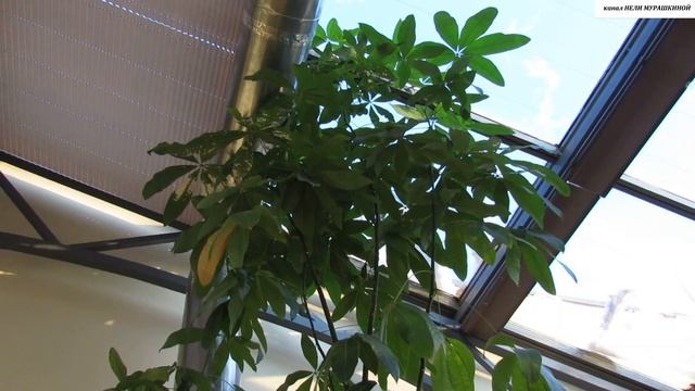 Шикарная ПАХИРА. Прекрасный многолетний экземпляр. смотреть онлайн