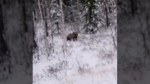 Северный медведь шатун