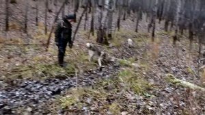Охота с лайками на крупного быка, удача на таежном солонце