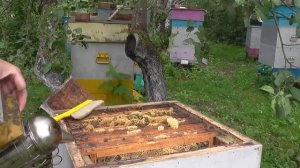 На пасеке . 435х450 .