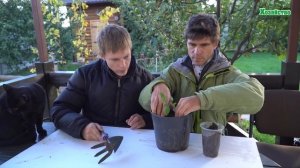 Огород на подоконнике.  Выращиваем Липпию - натуральный сахарозаменитель.