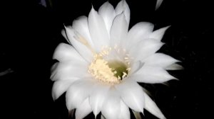 Цветущие кактусы!?