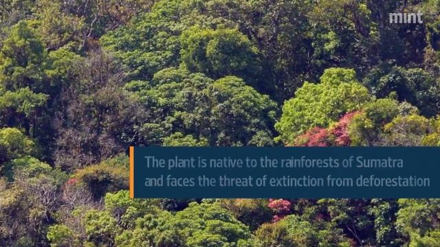 Titan Arum has bloomed on Indian soil for the first time смотреть онлайн