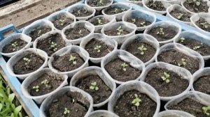 Диасция из своих семян! ?