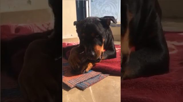 ROTTWEILER DOG react on weird sound