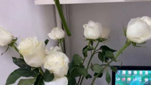 КАК СПАСТИ РОЗЫ. СОВЕТ ДОМАШНЕГО ЛЕКАРЯ-АПТЕКАРЯ.