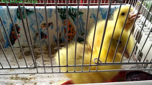 Кто умнее гусак или гусынька? Мои наблюдения за гусятами. Появилась еще гусенок! Стало веселее!😊🥰 смотреть онлайн