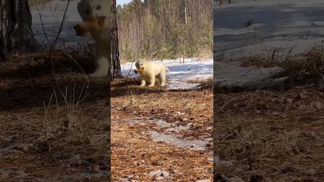 Белые алабаи щенки среднеазиатской овчарки в питомнике Таёжный Талисман #сао #щенкиалабая #алабай