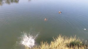 Как правильно прыгать в воду? Смотри и учись