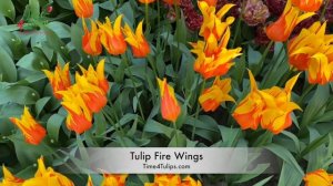 Tulip Fire Wings | Time4Tulips.com