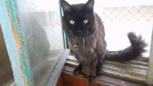 Соболь и кот. Невероятная  дружба!