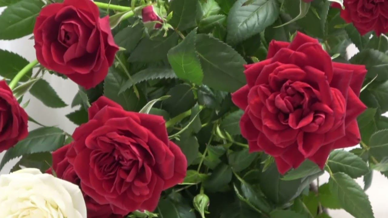 Ирина Самарина-Лабиринт - Однажды любовь забрела в опустевшую душу смотреть онлайн