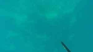 Подводная охота и отдых в Черногории