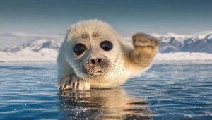 Байкал. Удивительные приключения Юмы Baikal - Трейлер HD 2021