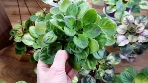 Как растут мои фиалки. Фиалки трейлеры.