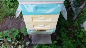 РЕМОНТ УЛЬЕВ чем ремонтировать ульи из ППУ и ППС