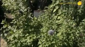 В чудесном  саду ландшафтного дизайнера. 14 минут и - множество идей для дачи