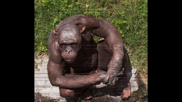 Лысая обезьянка. смотреть онлайн