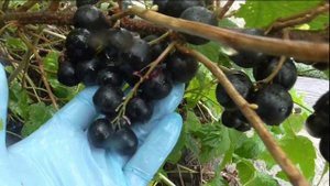 ЛЮЧИЯ!  Сорт смородины с ягодой в вишню.