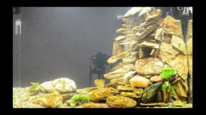 Запуск аквариума!