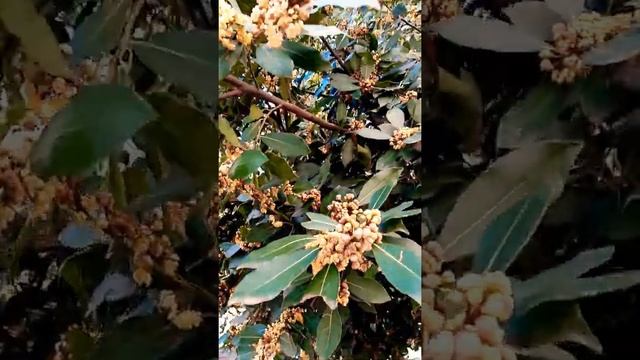 Лавровое дерево? Прогулка по Анталии в феврале смотреть онлайн