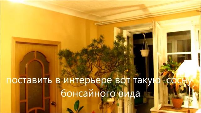 Сосна в интерьере маленькой комнаты