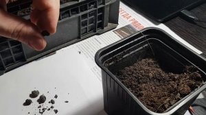 Трахикарпус Форчуна/ Проращивание из семян. #сад #растения #полезныесоветы