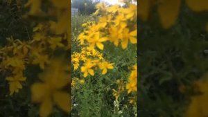 ЗВЕРОБОЙ!как растёт в природе!